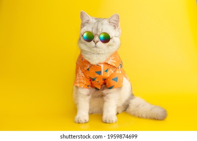白いイギリスの猫は、黄色い背景に夏のコンセプトでサングラスとシャツを着ています。