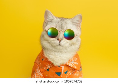 Potret kucing british putih memakai cermin mata hitam dan baju dalam konsep musim panas pada latar belakang kuning.