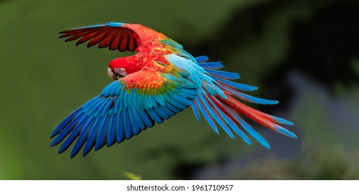 Guacamayo rojo y verde de aterrizaje - primer plano