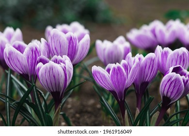春の紫色のクロッカスの花。高品質の写真