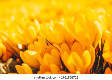 Azafranes amarillos a principios de la primavera. foto de alta calidad