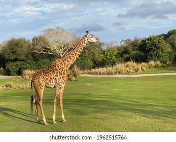 Schöne Giraffe in Disney World Safari