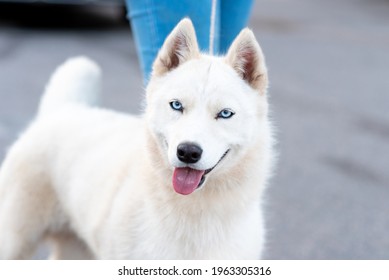飼い主の隣にいる面白い白いハスキー犬。