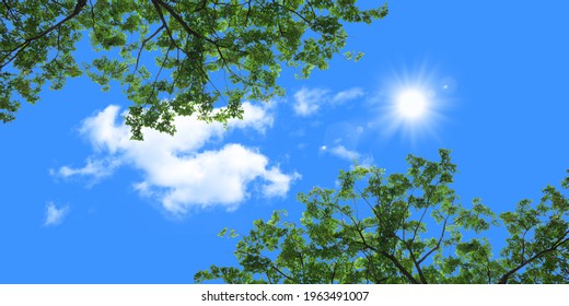 imagen de techo tensado ramas de árboles cielo azul nubes