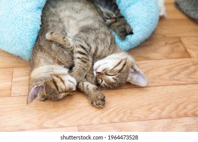 Twee kortharige tabby kittens slapen in een blauw zacht huis.