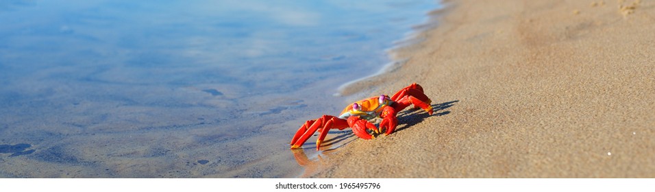 Cute red and yellow toy crab on a sandy seashore (beach). Panoramic image, copy space. Animals, nature, wildlife, science, zoology, biology, educational toys for kids. Play, joy, fun concepts
