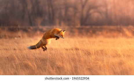 Red-haired beautiful fluffy fox in a jump attacks the prey in the autumn yellow field with dry grass