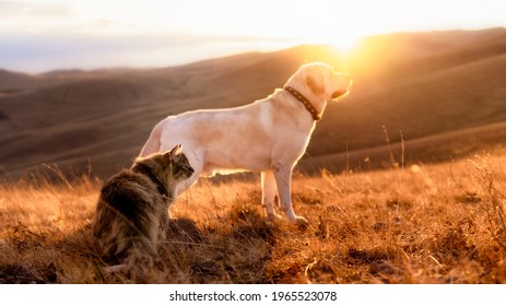 Siberische kleurrijke pluizige kat en hond fawn Labrador lopen bij zonsondergang in de bergen in het gele droge gras