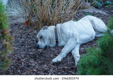 Witte schattige hond slaapt op de grond