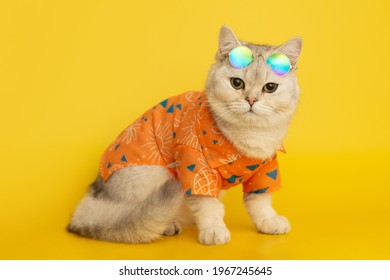 Kucing putih memakai cermin mata hitam dan baju terletak di latar belakang kuning.