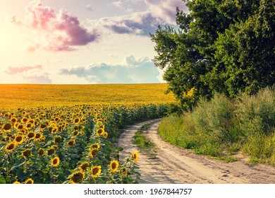 Pemandangan musim panas dengan bunga matahari dan langit yang indah dan jalan tanah pedesaan. Ladang bunga matahari yang indah, pemandangan udara. Pemandangan pedesaan. Latar belakang alam.