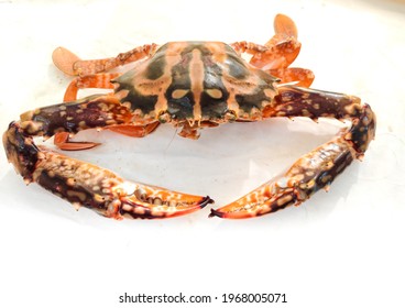 Svež Crucifix Crab, izoliran na belem ozadju. Selektivni fokus.