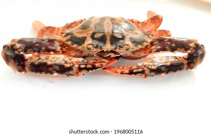 Svež Crucifix Crab, izoliran na belem ozadju. Selektivni fokus.