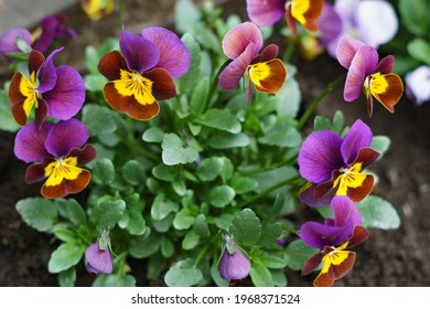 Blaue violette Blume im Garten. Foto in hoher Qualität