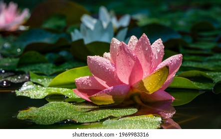 Rosa Seerose oder Lotusblume Perry's Orange Sunset im Gartenteich. Nahaufnahme von Nymphaea mit Wassertropfen, die auf grünem Wasser gegen die Sonne reflektiert werden. Blumenlandschaft mit Kopienraum. Selektiver Fokus