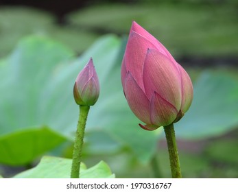 Eine Nahaufnahme geschlossener Knospen rosafarbener Lotusblumen