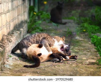 Dua ekor kucing jantan berebut seekor kucing betina