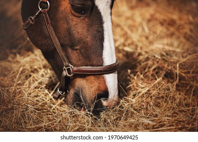 Portret van een mooi bruin paard dat droog geoogst hooi eet, verlicht door zonlicht op een warme zomerdag. Vee voeren op de boerderij.
