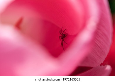 ピンクのチューリップのクローズ アップ マクロでクモの自然な生活