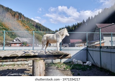 白いオオカミは、家と緑の山々 を背景に動物園の板の木の板の上に立つ