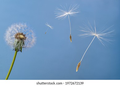 Samen, die mit dem Wind vom Samenstand einer Löwenzahnblume (Taraxacum officinale) wegfliegen.