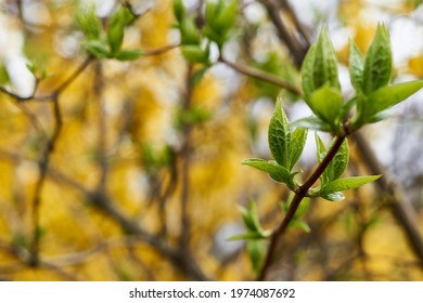hojas verdes florecientes en el fondo de la forsythia amarilla floreciente. Fondo natural brillante.
