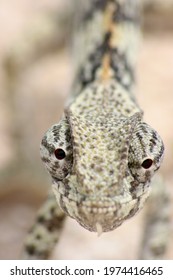 Nahaufnahme von Augen und Kopf des Lap Necked Chameleon (Chamaeleo dilepis) starrt auf die Kamera Etosha Nationalpark, Namibia.