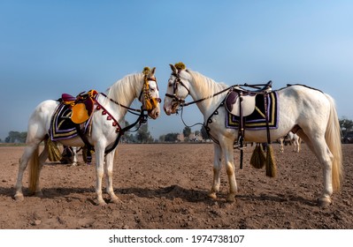 horses for tent pegging , The horse is a domesticated odd-toed ungulate mammal. It belongs to the taxonomic family Equidae and is one of two extant subspecies of Equus ferus.