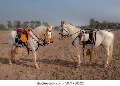 paarden voor tentharingen , Het paard is een gedomesticeerd onevenhoevig zoogdier. Het behoort tot de taxonomische familie Equidae en is een van de twee bestaande ondersoorten van Equus ferus.