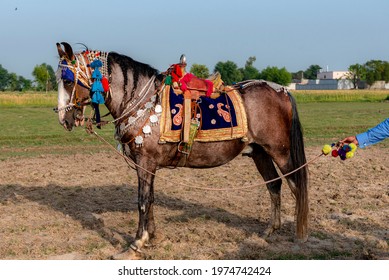 tent pegging on horses , The horse is a domesticated odd-toed ungulate mammal. It belongs to the taxonomic family Equidae and is one of two extant subspecies of Equus ferus.