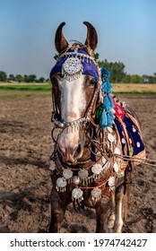 tent pegging on horses , The horse is a domesticated odd-toed ungulate mammal. It belongs to the taxonomic family Equidae and is one of two extant subspecies of Equus ferus.