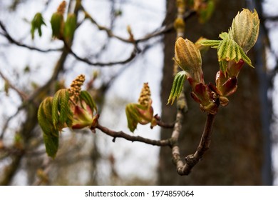 Ramas de árboles y arbustos con brotes y primeras hojas en primavera