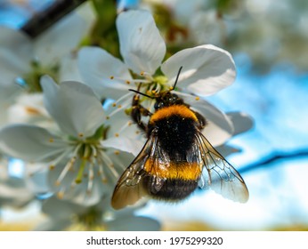 Hommelinsect op witte bloeiende kersenbloesem. Hommel insect. De familie van bijen. Bloei van whisky. Witte bloem. De kersenboomgaard. Bestuiving van bomen. Nectar. Dieren wereld.