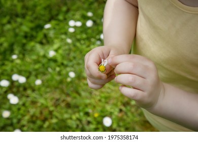 Toddler girl plays "He Loves Me, He Loves Me Not". Little girl pulling pedals from a flower.