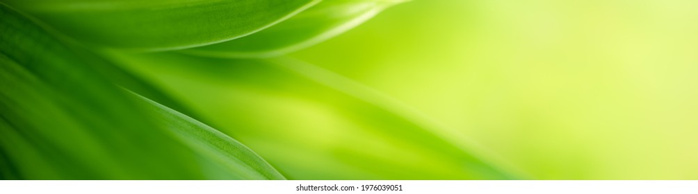 Natur des grünen Blattes im Garten im Sommer. Natürliche grüne Blätter Pflanzen, die als Frühlingshintergrund-Deckblatt-Grün-Umwelt-Ökologie-Tapete verwendet werden