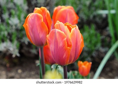 Orange und rosa Single Triumph Tulpe 'Princess Irene' in Blüte