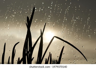 Gras (Zwiebel) auf der Fensterbank, Bokeh-Tropfen. Schöner Sonnenuntergang Naturhintergrund. Gras in der Sonne und Wassertropfen auf dem Fenster. regnerisches Wetter