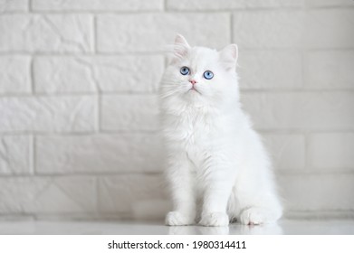 white fluffy kitten with blue eyes posing indoors