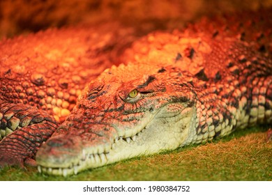 A crocodile sleeps with one eye open on a piece of land in a terrarium. The terrarium is illuminated with red-orange light.