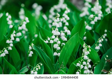 Beautifyl-Gruppe von Lily of the Valley-Frühlingswildblumen im Wald