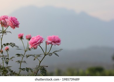 Hermosas rosas rosadas con fondo de montaña en Chiangmai Tailandia. Con espacio de copia derecha.