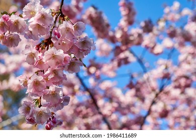 Fokus selektif dari cabang-cabang indah bunga sakura merah muda di pohon di bawah langit biru, bunga Sakura yang indah selama musim semi di taman, tekstur pola Flora, latar belakang bunga alam.