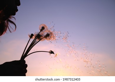 The girl blows the fluff off a dandelion. Travel outside the city alone.