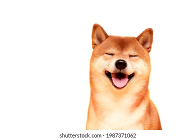 日本の笑顔の柴犬犬。赤毛の日本犬のポートレート。暗号通貨