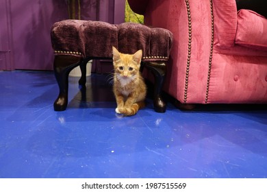 Oranje Cyperse kat onder de kruk
