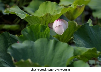 Ein frischer weiß-rosa Lotus, umgeben von seinen grünen Blättern