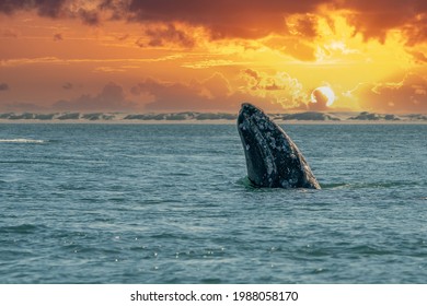 ballena gris mientras espía saltando fuera del mar azul al atardecer