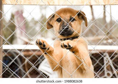 犬の避難所に座っている悲しいショウガの子犬。動物用ケージ。新しいオーナーを待っています。