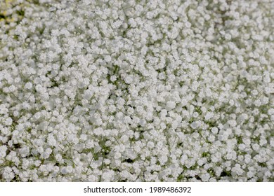 Tập trung chọn lọc hoa li ti màu trắng Hơi thở thường, Gypsophila paniculata hay Snowflake white là một loài thực vật có hoa trong họ Caryophyllaceae, nền hình hoa thiên nhiên.