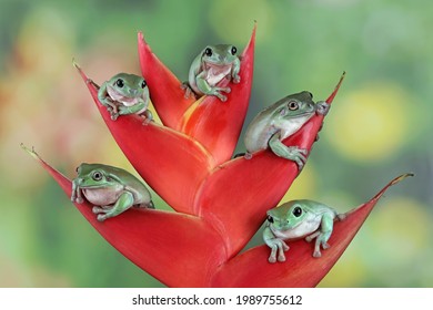 赤いつぼみの Litoria caerulea アマガエル、赤いつぼみの 5 つのかわいいずんぐりしたカエル、動物のクローズ アップ、両生類のクローズ アップ